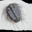 Phenomenal Cyphaspides Trilobite - Free-Standing Spines #11424-8